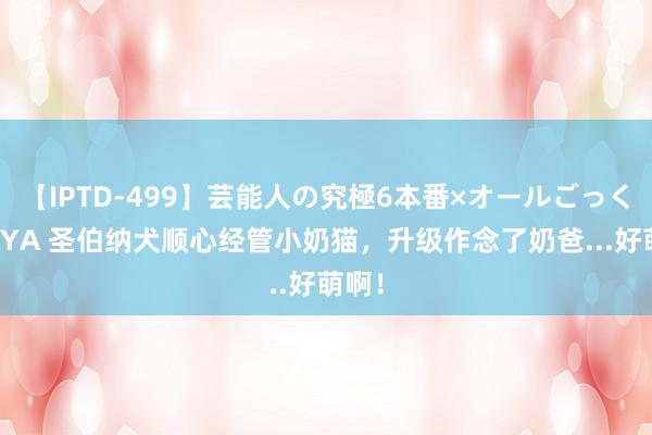 【IPTD-499】芸能人の究極6本番×オールごっくん AYA 圣伯纳犬顺心经管小奶猫，升级作念了奶爸...好萌啊！